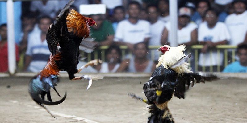Cá cược đá gà trực tuyến tại 789Win đơn giản, nhanh chóng Cá cược đá gà trực tuyến tại 789Win đơn giản, nhanh chóng