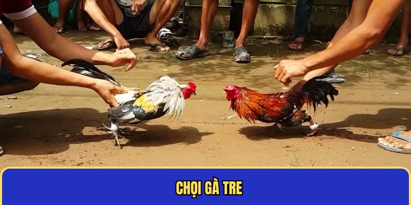 Chọi gà tre truyền thống Chọi gà tre truyền thống