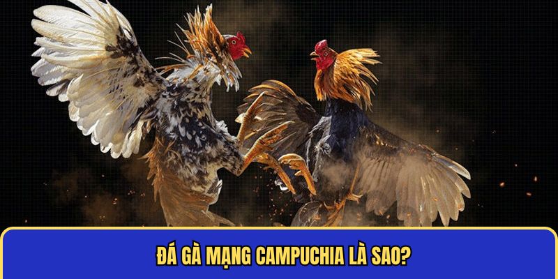 Loại hình đá gà mạng Campuchia chuyên nghiệp