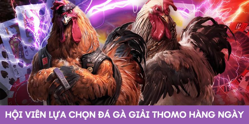 Hội viên lựa chọn đá gà giải Thomo hàng ngày