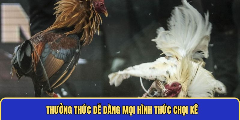Theo dõi đá gà mạng Campuchia dễ dàng Theo dõi đá gà mạng Campuchia dễ dàng